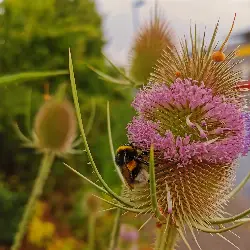 Sieh mehr von Dipsacus fullonum! Miniaturbild zeigt Dipsacus fullonum