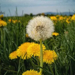Sieh mehr von Taraxacum officinale! Miniaturbild zeigt Taraxacum officinale