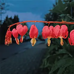 Sieh mehr von Lamprocapnos spectabilis! Miniaturbild zeigt Lamprocapnos spectabilis