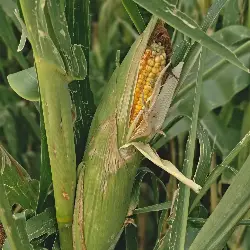 Sieh mehr von Zea mays! Miniaturbild zeigt Zea mays