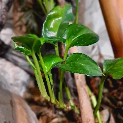 Sieh mehr von Epipremnum aureum! Miniaturbild zeigt Epipremnum aureum