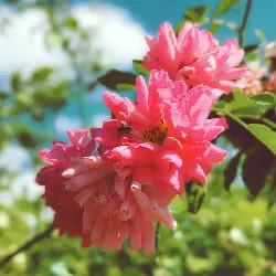 Sieh mehr von Rosa species! Miniaturbild zeigt Rosa species