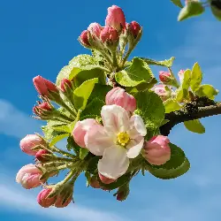 Sieh mehr von Malus domestica! Miniaturbild zeigt Malus domestica