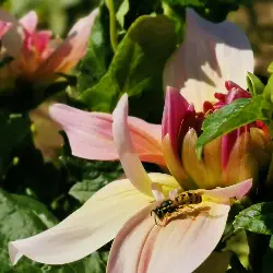 Sieh mehr von Dahlia × hortensis! Miniaturbild zeigt Dahlia × hortensis
