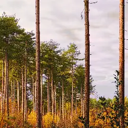 Sieh mehr von Pinus sylvestris! Miniaturbild zeigt Pinus sylvestris