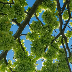 Sieh mehr von Ulmus glabra! Miniaturbild zeigt Ulmus glabra