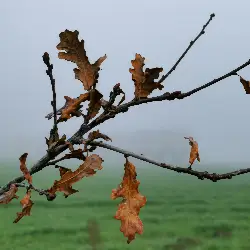 Sieh mehr von Quercus robur! Miniaturbild zeigt Quercus robur