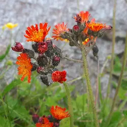 Sieh mehr von Hieracium aurantiacum! Miniaturbild zeigt Hieracium aurantiacum