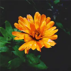 Sieh mehr von Calendula officinalis! Miniaturbild zeigt Calendula officinalis