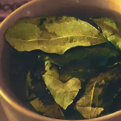 Sieh mehr von Erythroxylum coca! Miniaturbild zeigt Erythroxylum coca