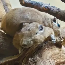 Sieh mehr von Ctenodactylus gundi! Miniaturbild zeigt Ctenodactylus gundi
