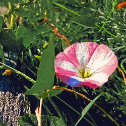 Sieh mehr von Convolvulus arvensis! Miniaturbild zeigt Convolvulus arvensis