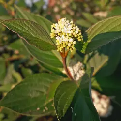Sieh mehr von Cornus alba! Miniaturbild zeigt Cornus alba