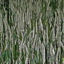 Sieh mehr von Triticum aestivum! Miniaturbild zeigt Triticum aestivum