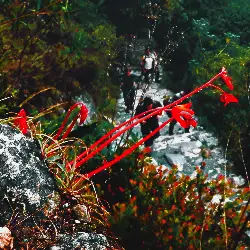 Sieh mehr von Begonia veitchii! Miniaturbild zeigt Begonia veitchii