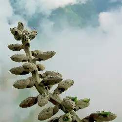 Sieh mehr von Puya weberbaueri! Miniaturbild zeigt Puya weberbaueri