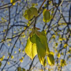 Sieh mehr von Tilia platyphyllos! Miniaturbild zeigt Tilia platyphyllos