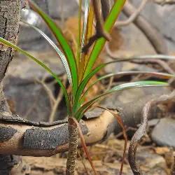 Sieh mehr von Dracaena reflexa! Miniaturbild zeigt Dracaena reflexa