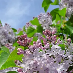 Sieh mehr von Syringa vulgaris! Miniaturbild zeigt Syringa vulgaris
