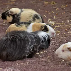Sieh mehr von Cavia porcellus! Miniaturbild zeigt Cavia porcellus