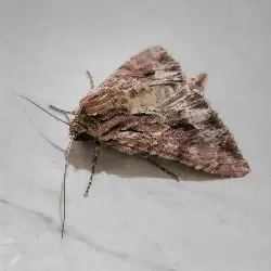 Sieh mehr von Apamea monoglypha! Miniaturbild zeigt Apamea monoglypha