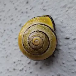 Sieh mehr von Cepaea nemoralis! Miniaturbild zeigt Cepaea nemoralis