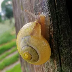 Sieh mehr von Cepaea hortensis! Miniaturbild zeigt Cepaea hortensis