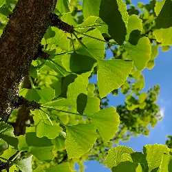 Sieh mehr von Ginkgo biloba! Miniaturbild zeigt Ginkgo biloba