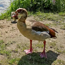Sieh mehr von Alopochen aegyptiaca! Miniaturbild zeigt Alopochen aegyptiaca
