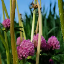 Sieh mehr von Trifolium pratense! Miniaturbild zeigt Trifolium pratense