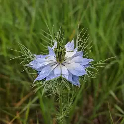 Sieh mehr von Nigella damascena! Miniaturbild zeigt Nigella damascena