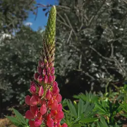 Sieh mehr von Lupinus polyphyllus! Miniaturbild zeigt Lupinus polyphyllus