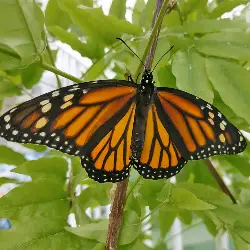 Sieh mehr von Danaus plexippus! Miniaturbild zeigt Danaus plexippus