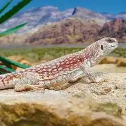 Sieh mehr von Dipsosaurus dorsalis! Miniaturbild zeigt Dipsosaurus dorsalis