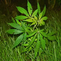 Sieh mehr von Cannabis sativa! Miniaturbild zeigt Cannabis sativa