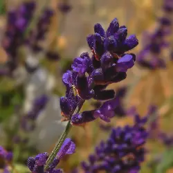 Sieh mehr von Lavandula angustifolia! Miniaturbild zeigt Lavandula angustifolia