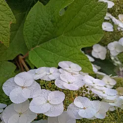 Sieh mehr von Hydrangea quercifolia! Miniaturbild zeigt Hydrangea quercifolia