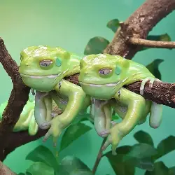 Sieh mehr von Phyllomedusa sauvagii! Miniaturbild zeigt Phyllomedusa sauvagii