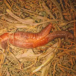 Sieh mehr von Lumbricus terrestris! Miniaturbild zeigt Lumbricus terrestris