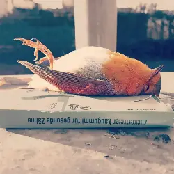 Sieh mehr von Erithacus rubecula! Miniaturbild zeigt Erithacus rubecula