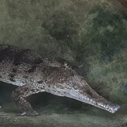 Sieh mehr von Crocodylus johnstoni! Miniaturbild zeigt Crocodylus johnstoni