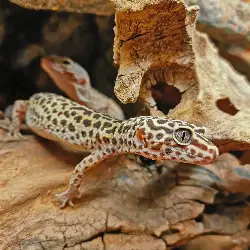 Sieh mehr von Eublepharis macularius! Miniaturbild zeigt Eublepharis macularius