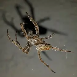 Sieh mehr von Araneus diadematus! Miniaturbild zeigt Araneus diadematus