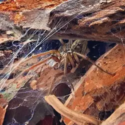 Sieh mehr von Tegenaria domestica! Miniaturbild zeigt Tegenaria domestica