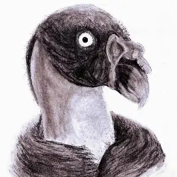 Sieh mehr von Sarcoramphus papa! Miniaturbild zeigt Sarcoramphus papa