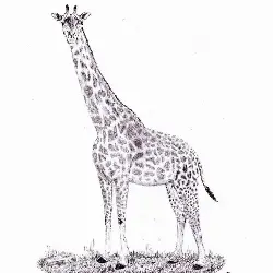 Sieh mehr von Giraffa tippelskirchi thornicrofti! Miniaturbild zeigt Giraffa tippelskirchi thornicrofti