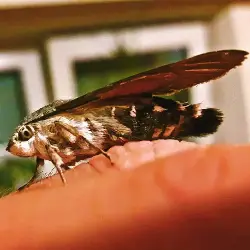Sieh mehr von Macroglossum stellatarum! Miniaturbild zeigt Macroglossum stellatarum
