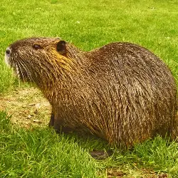 Sieh mehr von Myocastor coypus! Miniaturbild zeigt Myocastor coypus