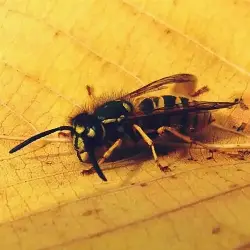 Sieh mehr von Vespula vulgaris! Miniaturbild zeigt Vespula vulgaris