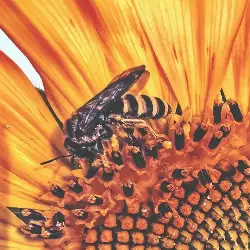 Sieh mehr von Apis mellifera! Miniaturbild zeigt Apis mellifera